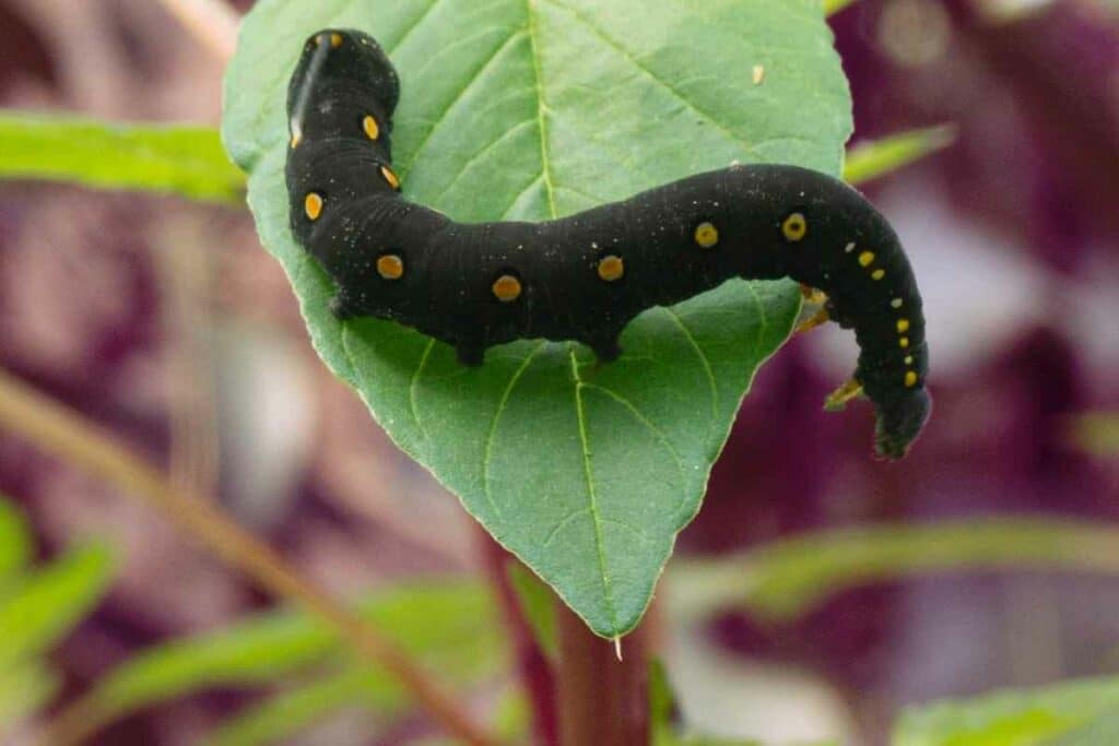 Dark Caterpillars