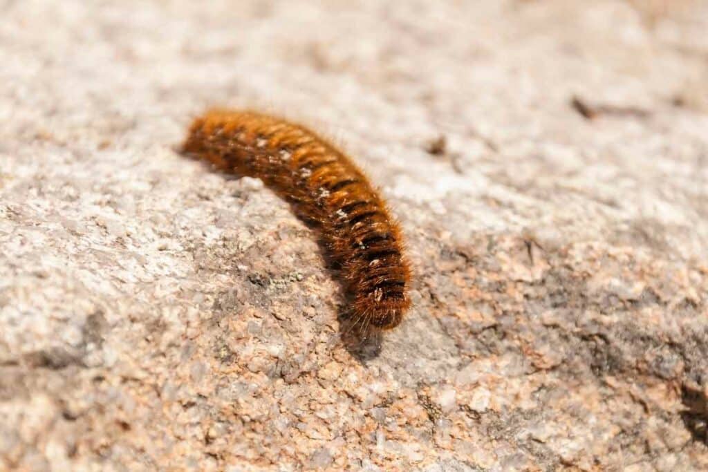 A caterpillar on stone