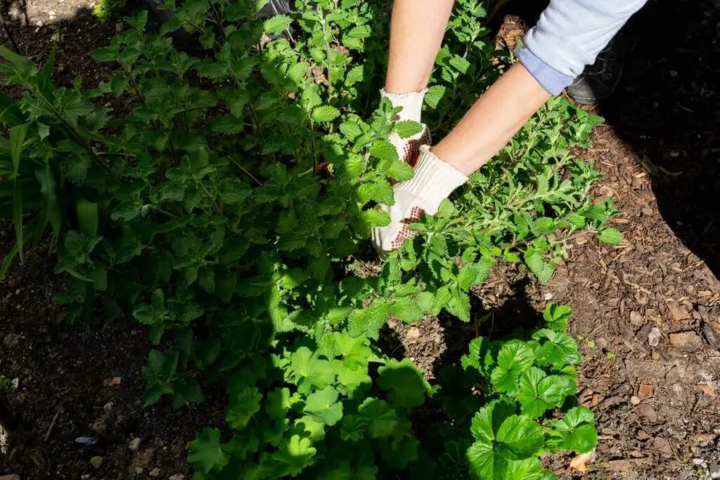 Catmint pruning guide