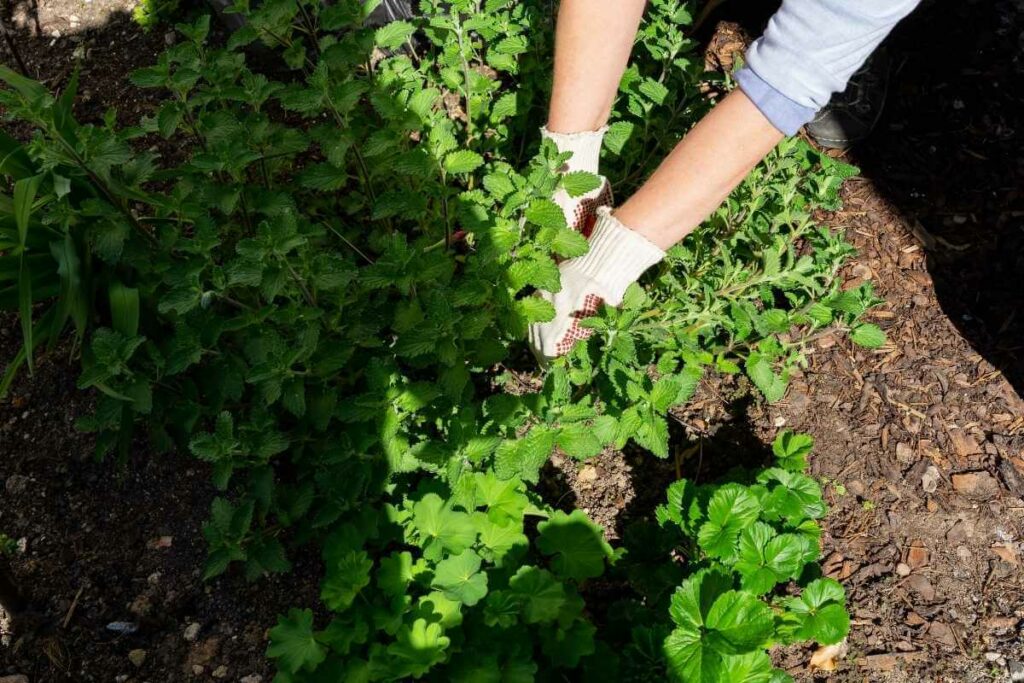 Catmint pruning guide