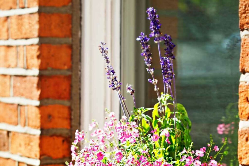 Catmint turning brown solution