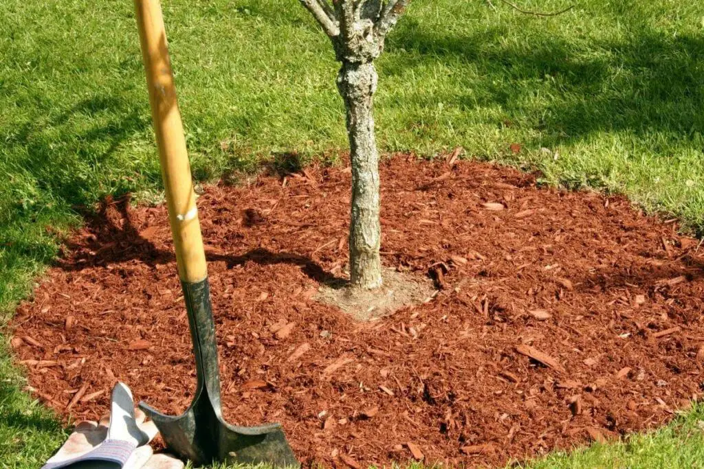 Use Cedar mulch around tree