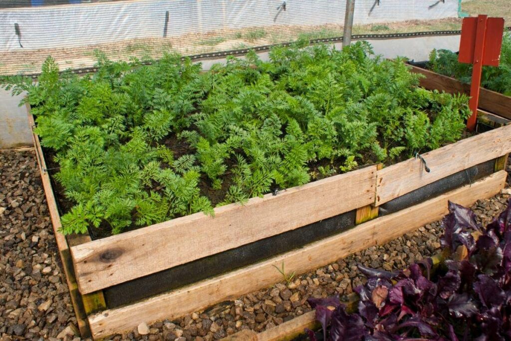 Chantenay carrots in pallet gardens