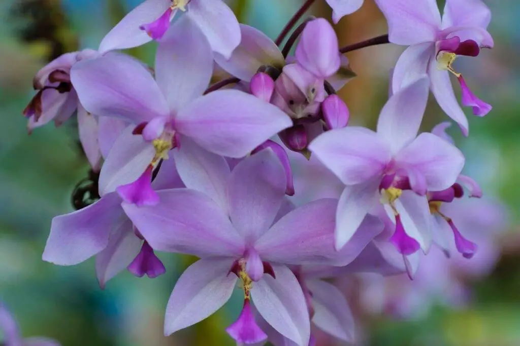 Chinese ground orchids