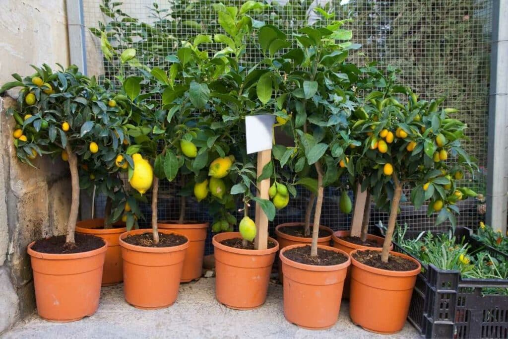 Lemon tree in a pots