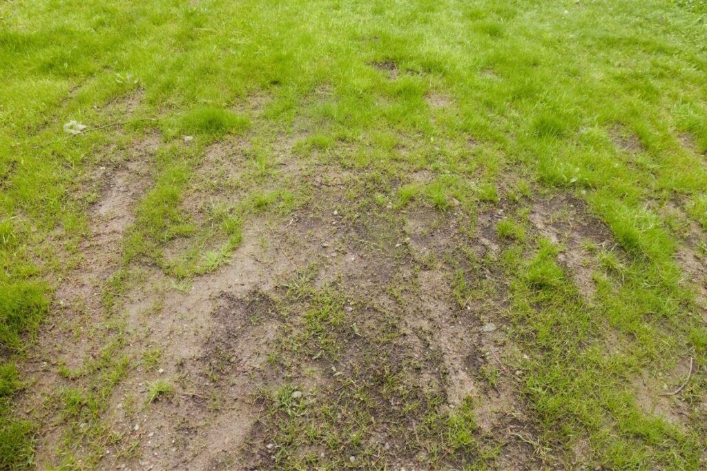 How to Improve Grass on Clay Soil