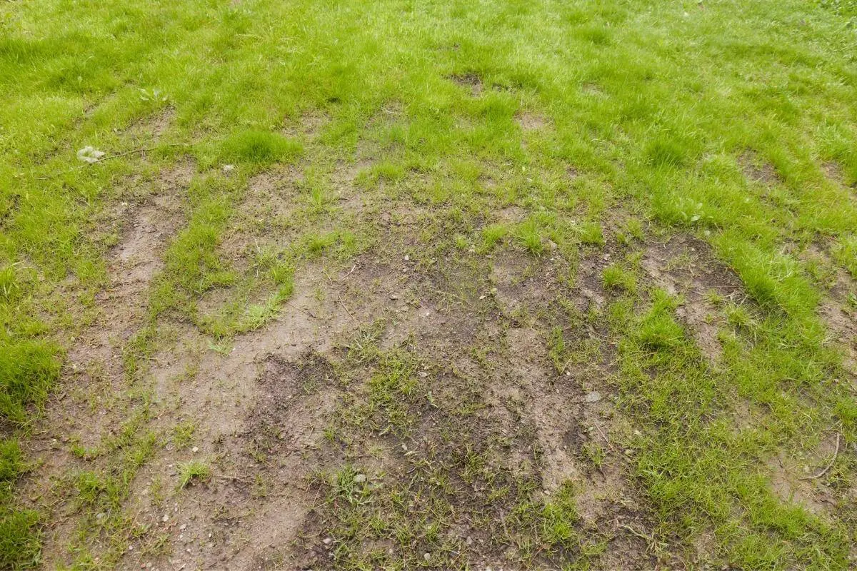 How to Improve Grass on Clay Soil in 4 Easy Ways