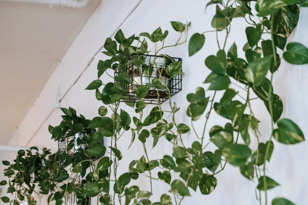 17 Climbing Indoor Plants with Images