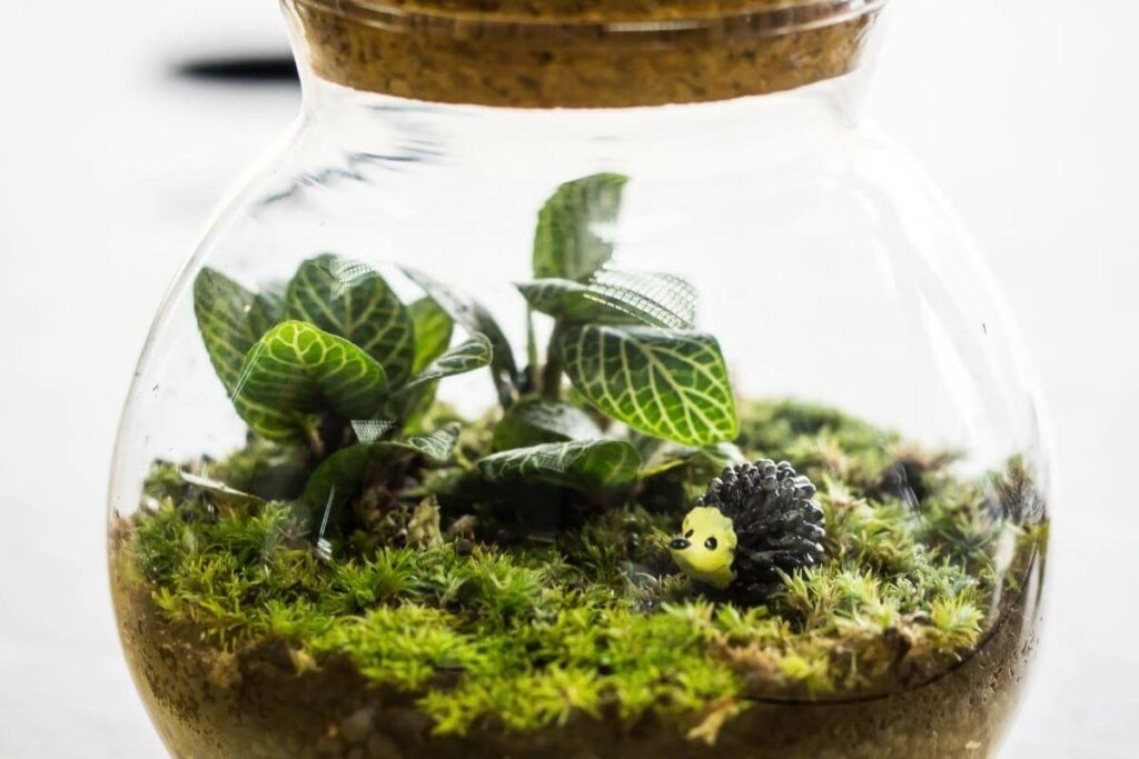 What Affects The Lifespan Of A Closed Terrarium?