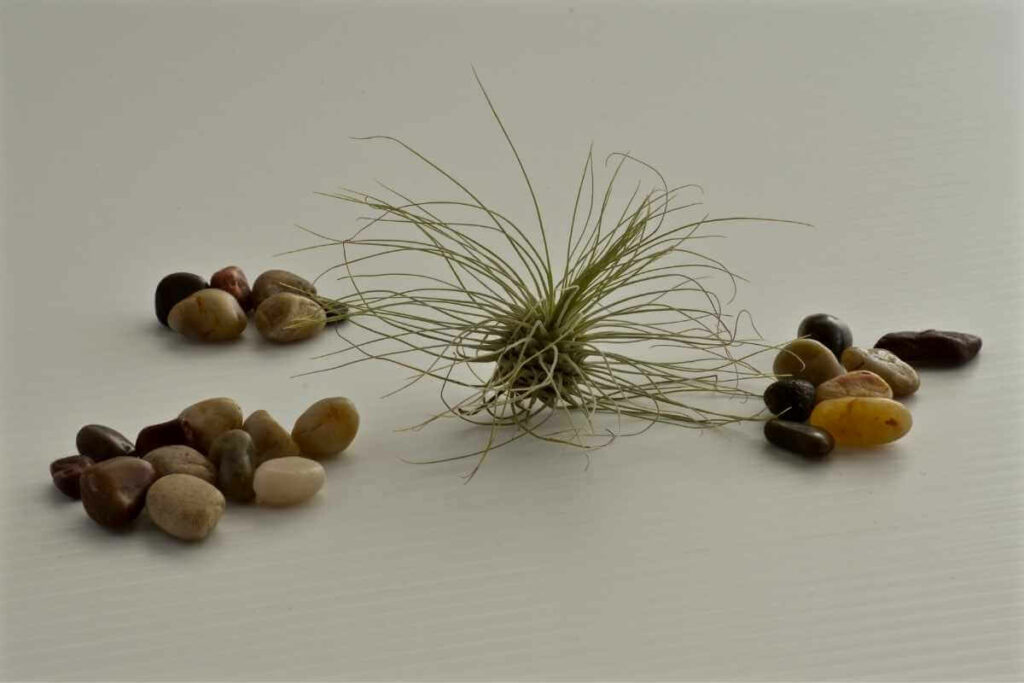 Air plant clumps will grow really big