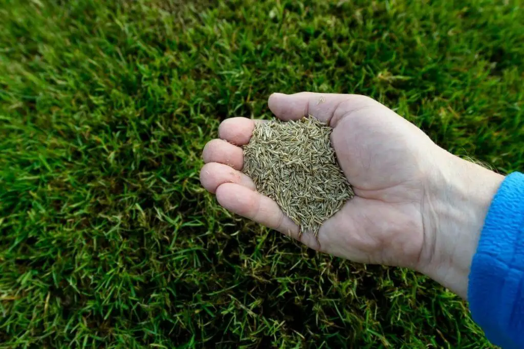 Coated vs uncoated grass seeds tips