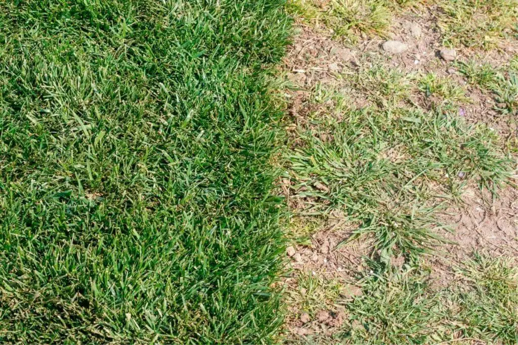 Topsoil vs Garden Soil for Grass: Which is Better?