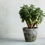 Your Complete Guide to Growing Jade Plants