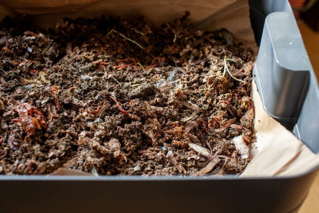 Choosing Compost or vermicompost