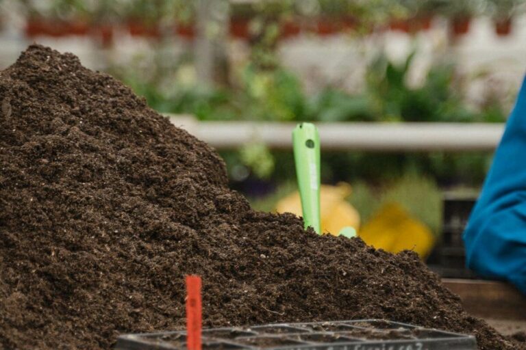 Best Soil For Chili Plants Guide) Gardenia Organic