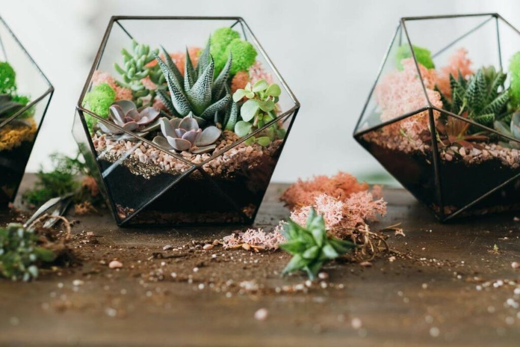 Why You Why You Shouldn’t grow succulents in moss