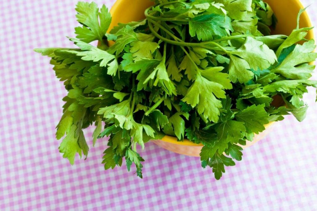 Coriander microgreen regrow