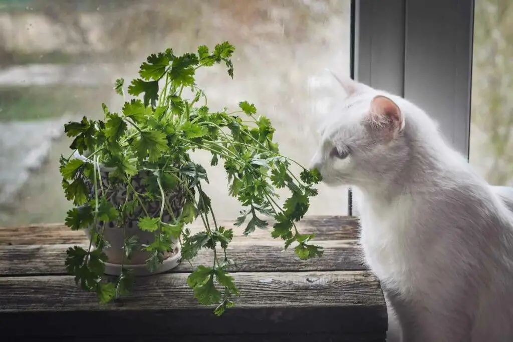 Coriander plant and cat