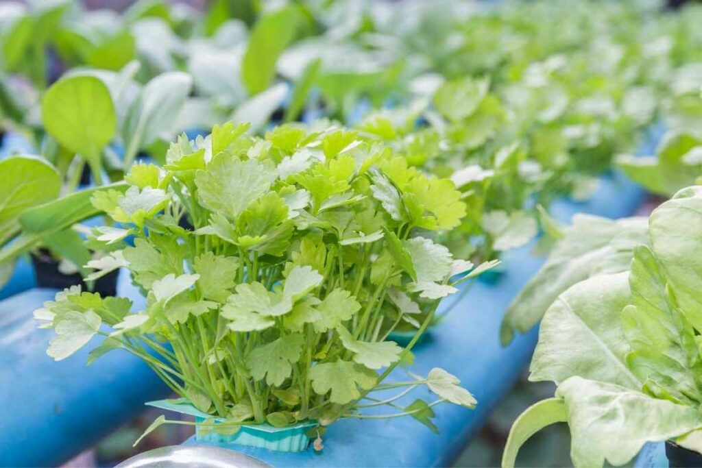 Coriander watering hydroponics guide