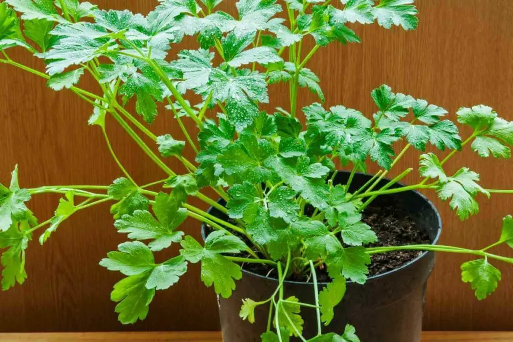 Coriander watering requirements complete guide