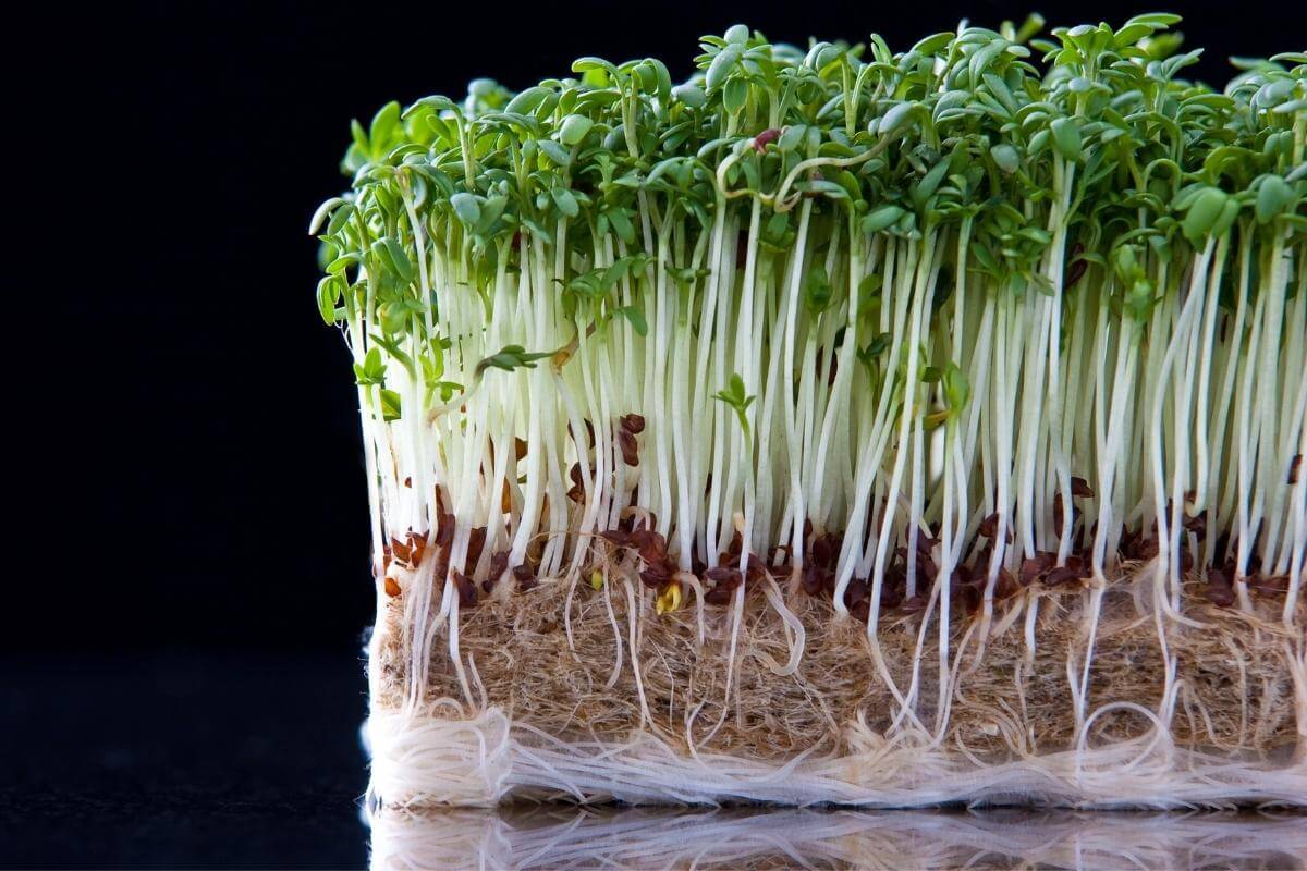 How To Grow Cress in Cotton Wool Gardenia Organic