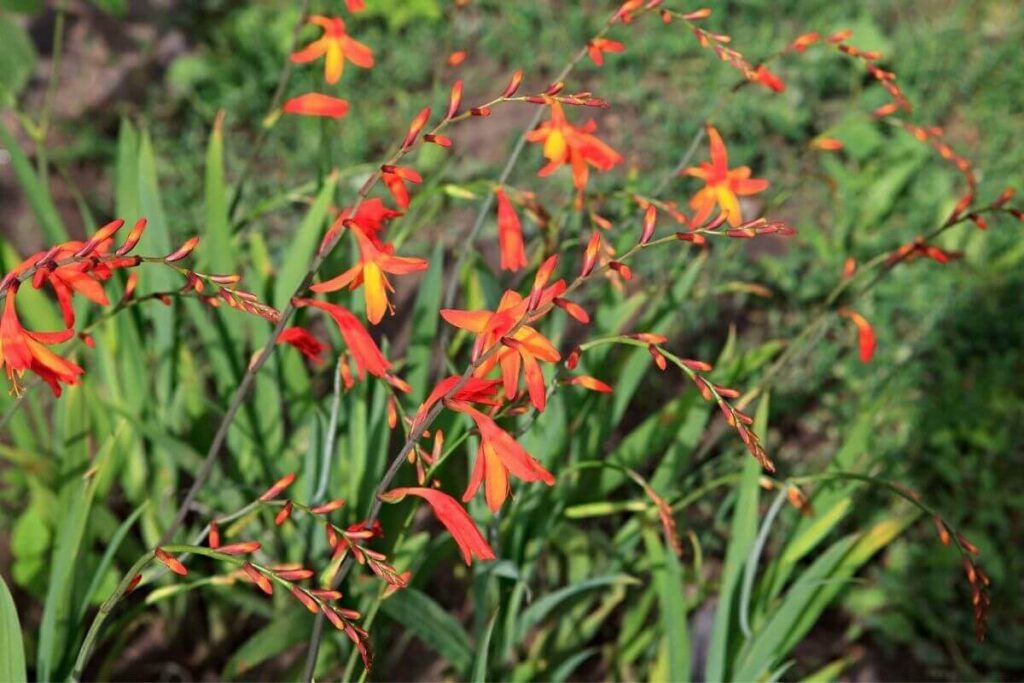 Crocosmias plant