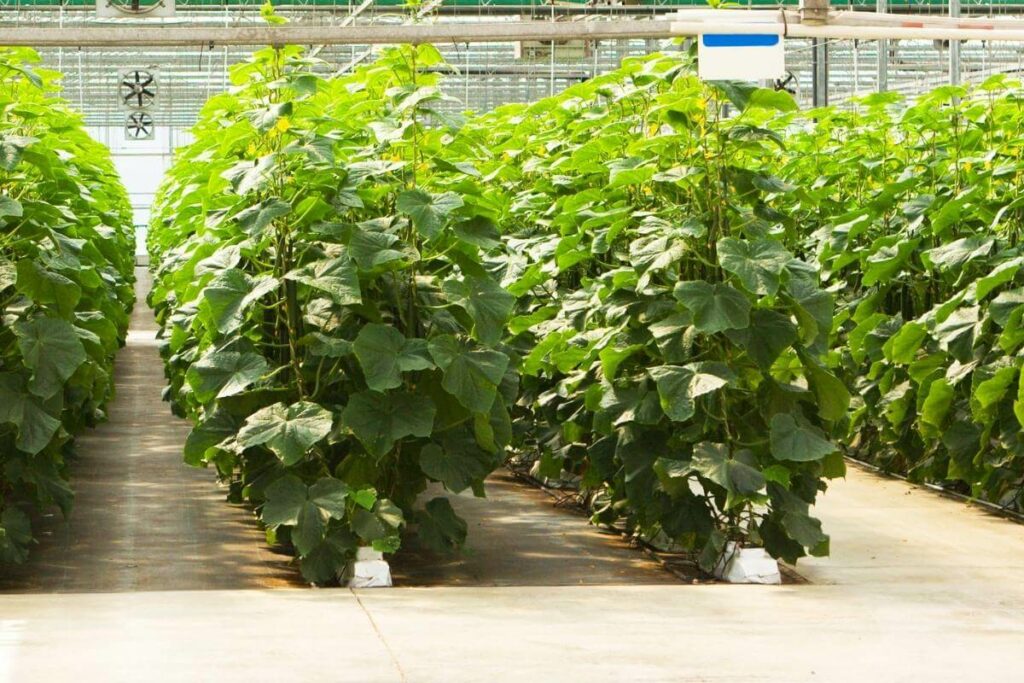 Cucumber in hydroponics system