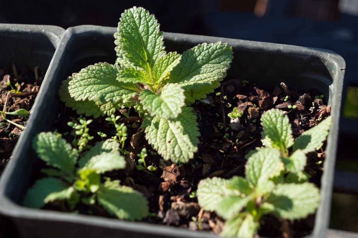 How To Clip Mint Leaves From Plant