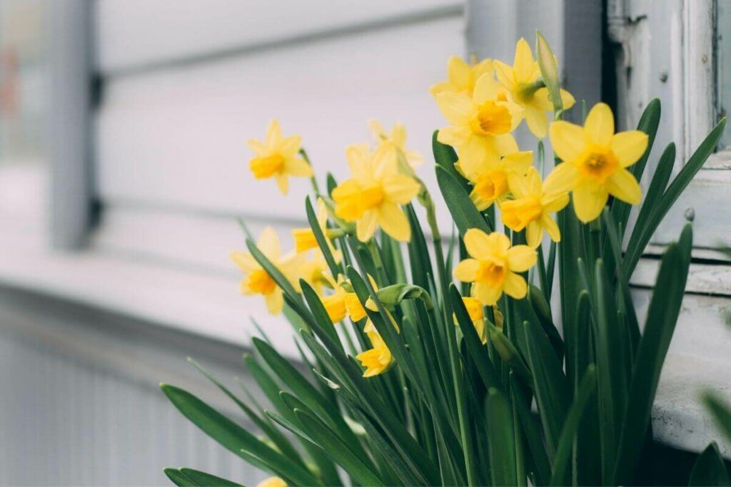 Daffodils plant