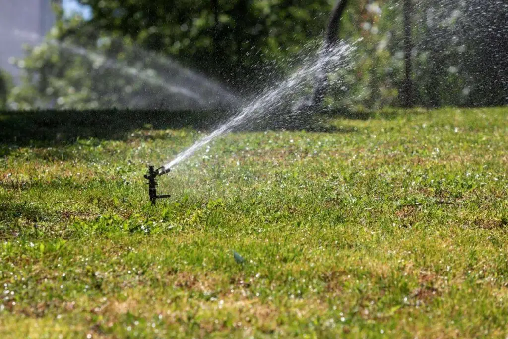 Watering grass seeds tutorial