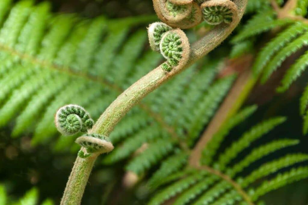 Taking care of Dicksonia Antarctica