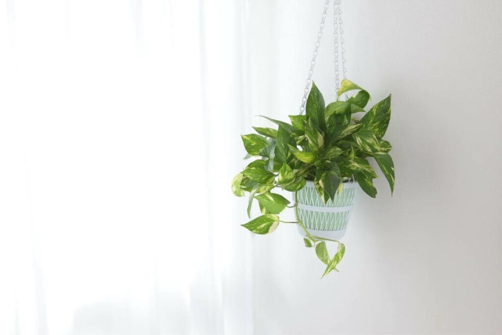 How to Tell the Difference Between Pothos vs. Philodendron