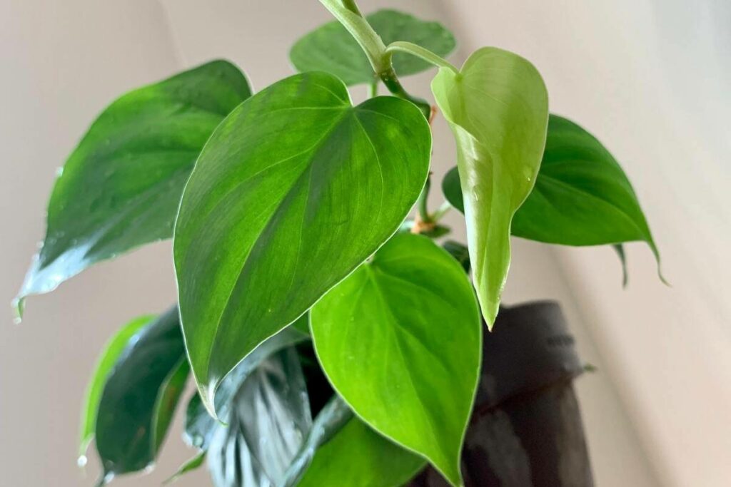 Differences Between the Two indoor Plants