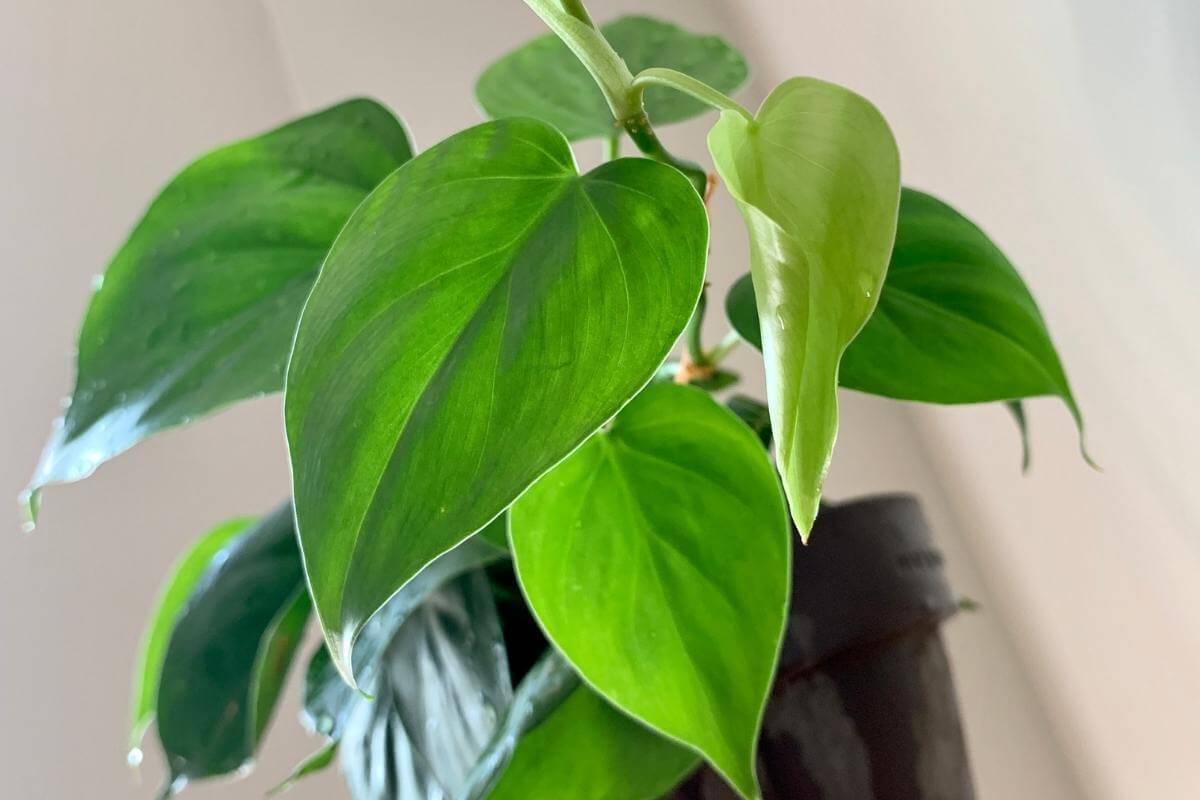 How to Tell the Difference Between Pothos vs Philodendron - Gardenia ...