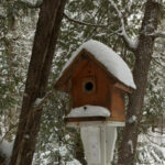 Do Birds Use Birdhouses in the Winter?