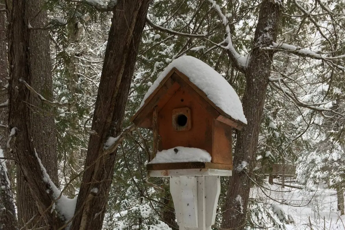 Do Birds Use Birdhouses in the Winter?
