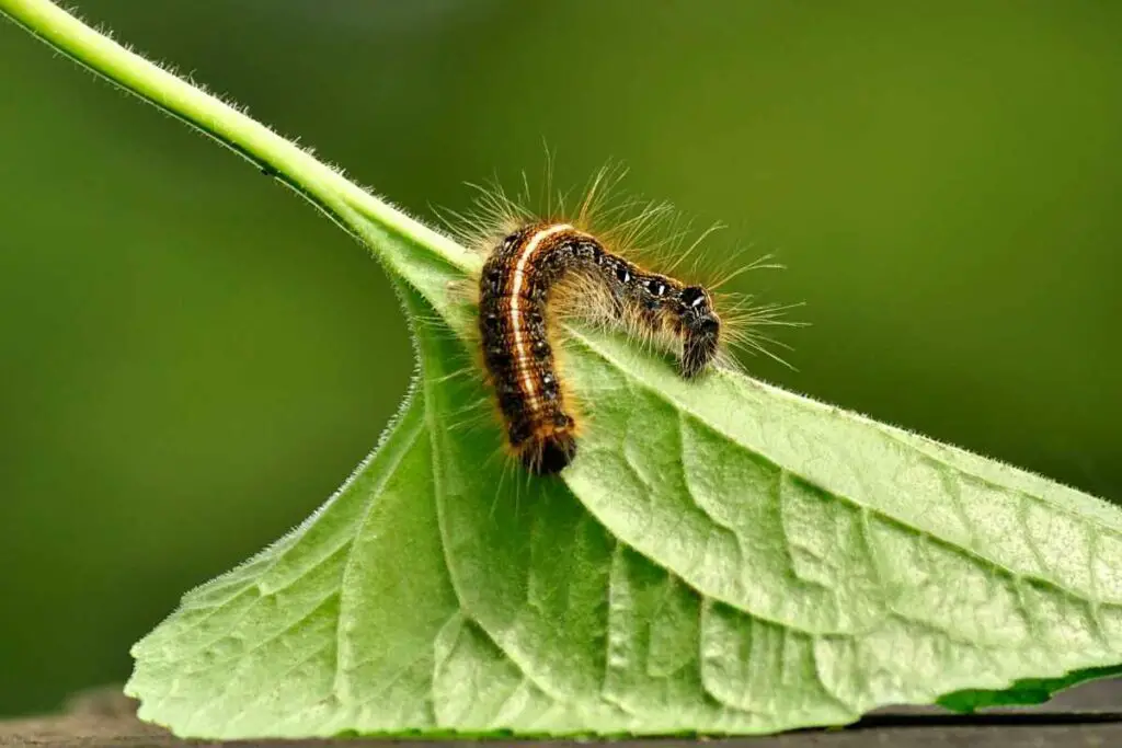 Do Caterpillars Have Legs?