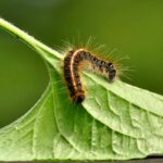 Do Caterpillars Have Legs?