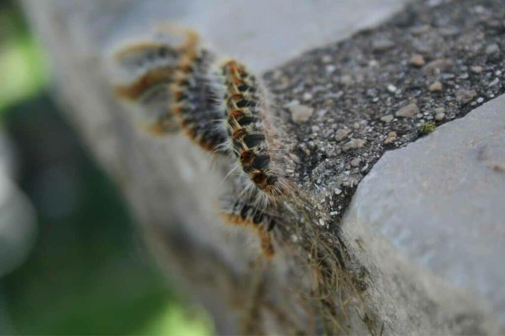 Do Centipedes Have 100 Legs?