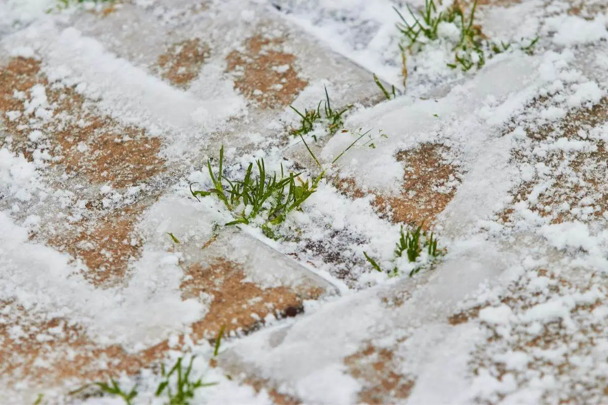 Do Grass Seeds Die in the Cold?