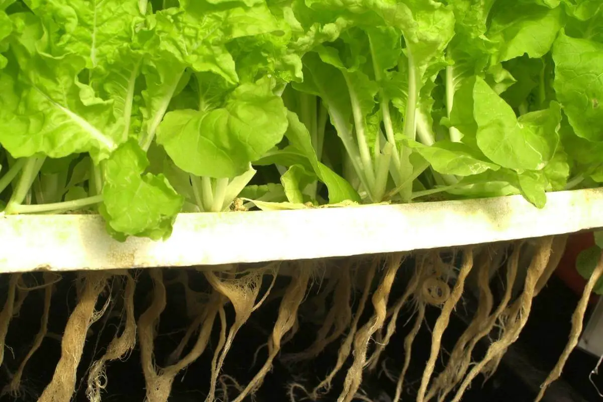 Do Hydroponic Plants Grow Faster?