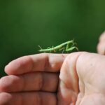 Do Praying Mantises Fly? Truth About Praying Mantis Flying!