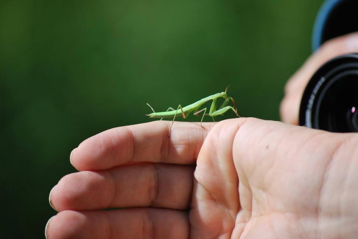 Do Praying Mantises Fly?