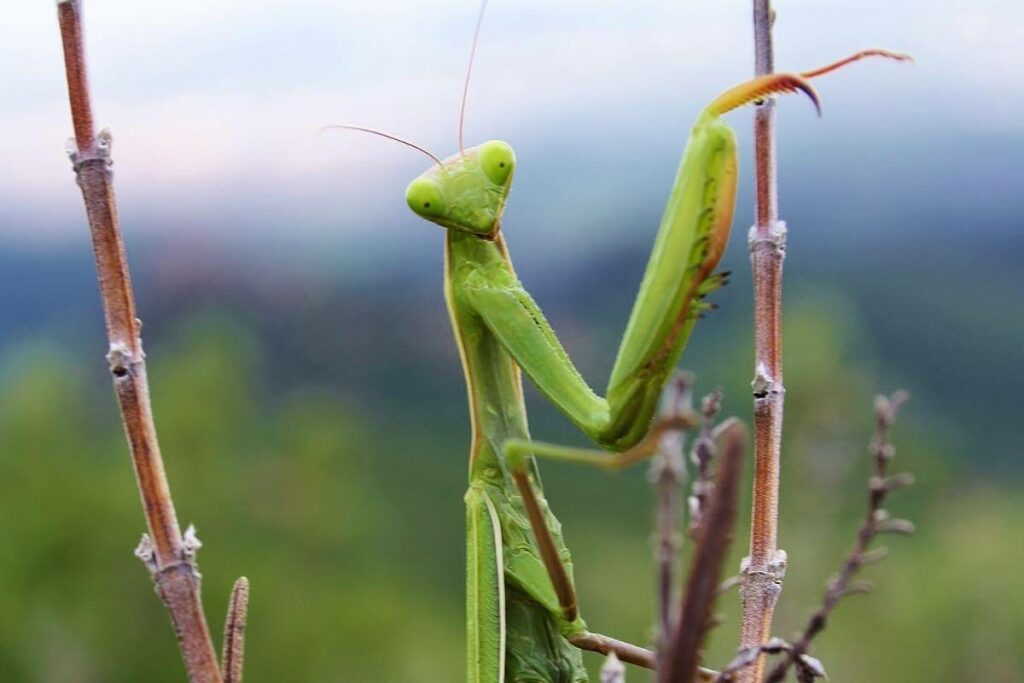 Do praying mantises have wings