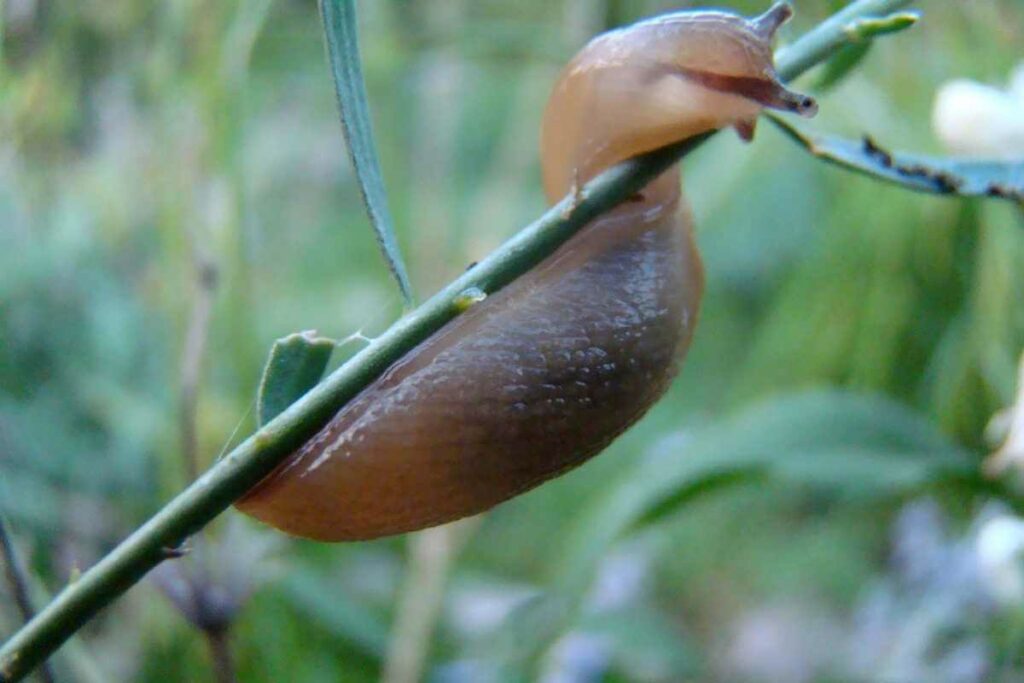 Do slugs have backbones?