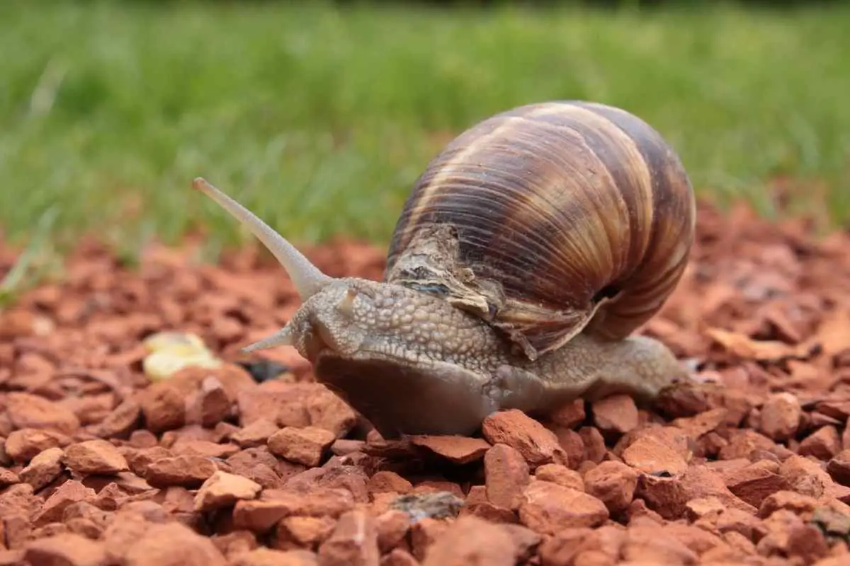 Do Snails Have Eyes or Are They Blind?