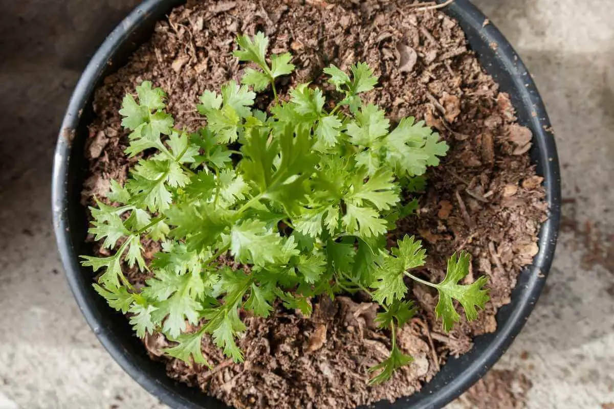 Does Coriander Need a lot Of Water?