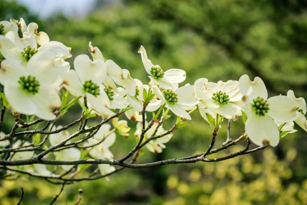 Dogwood tree flower