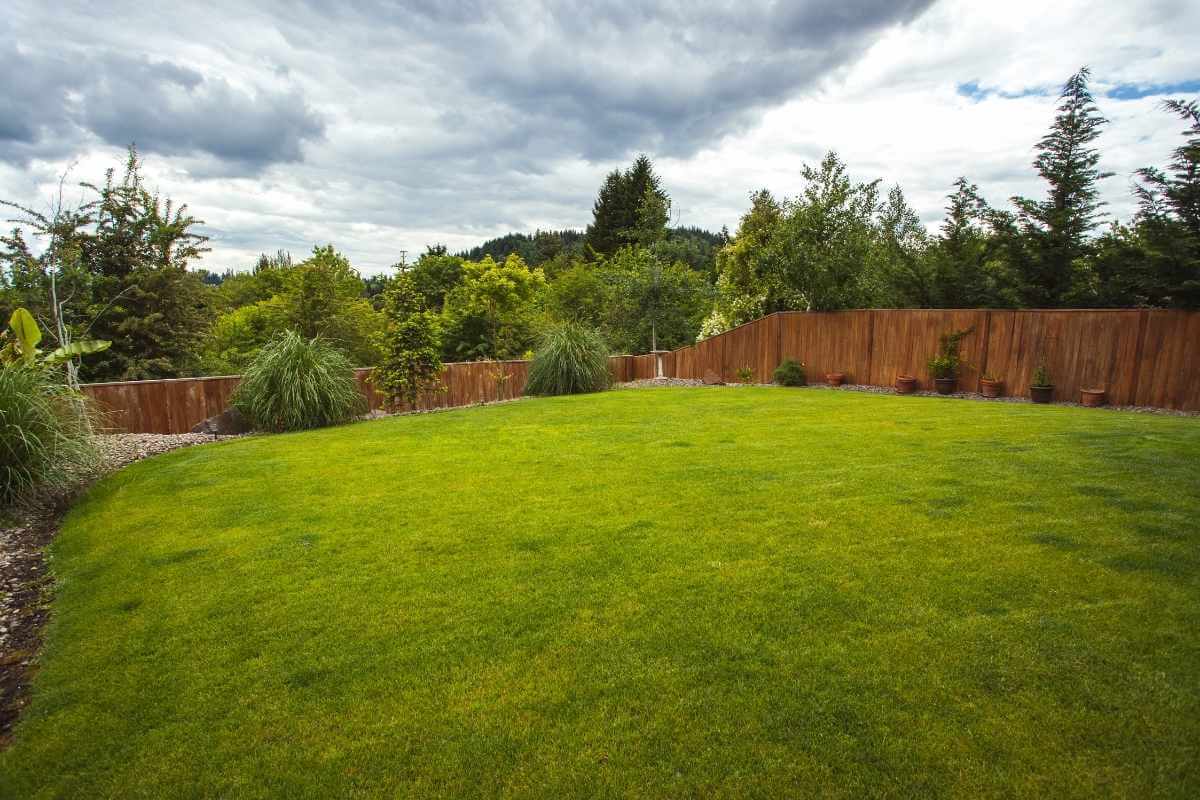 Popular PreEmergent For Centipede Grass Gardenia Organic