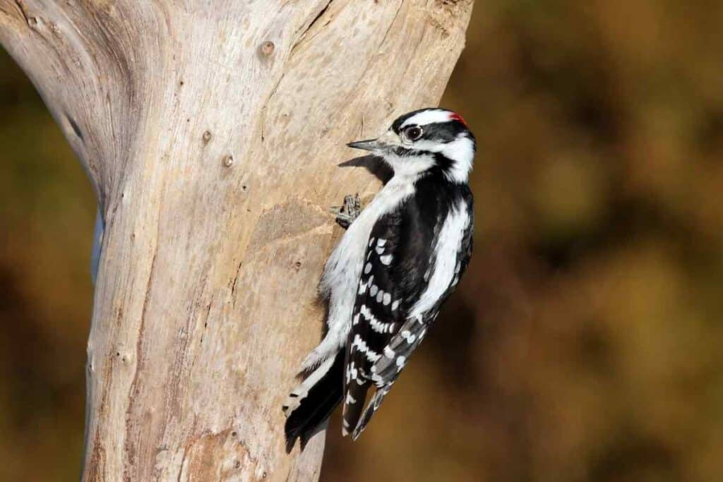 Downy Woodpeckers in Missouri